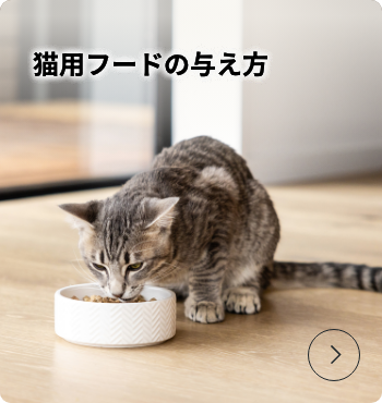 猫用フードの与え方